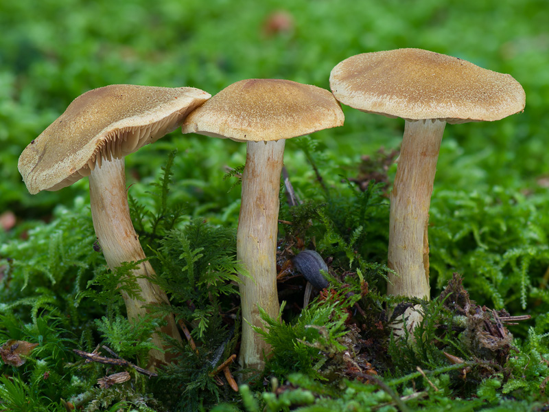 Cortinarius venetus